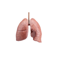 Lungs PNG