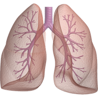 Lungs PNG