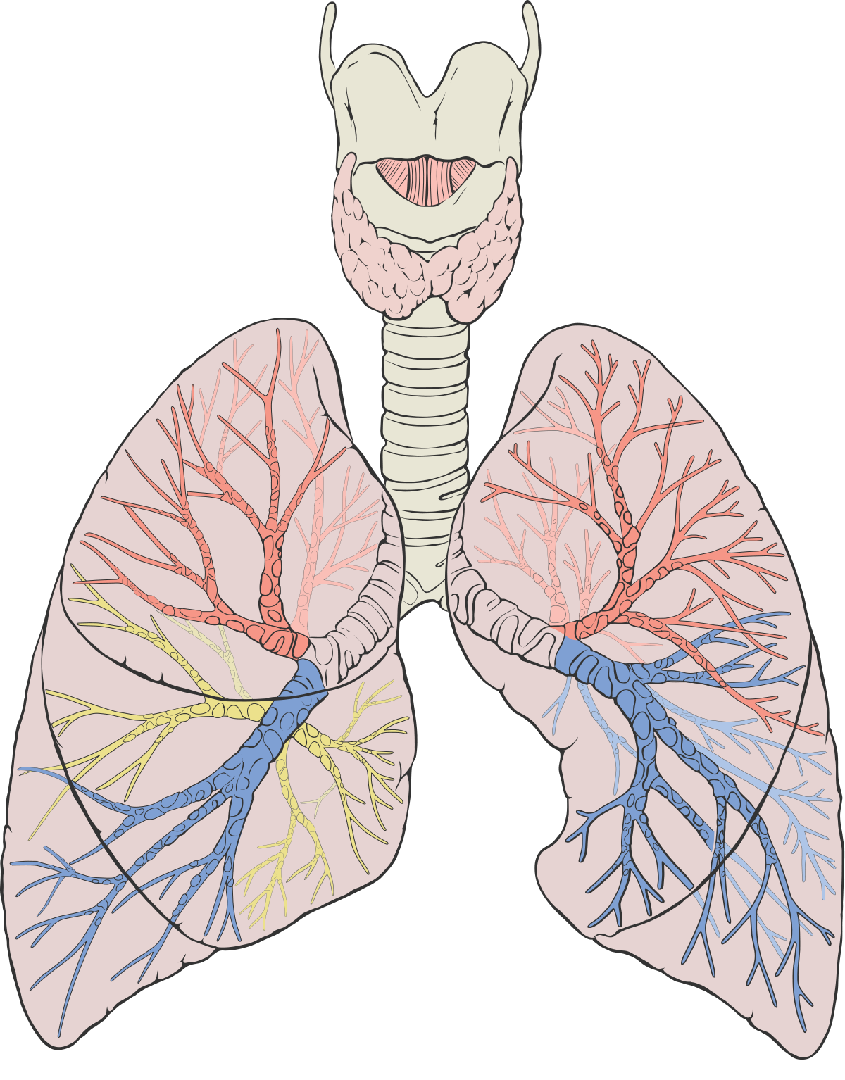 Lungs Transparent PNG Image