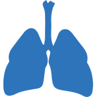 Lungs PNG