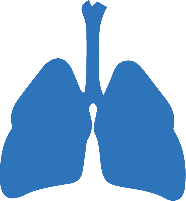 Lungs Transparent PNG Image