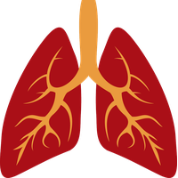 Lungs PNG