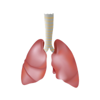 Lungs PNG