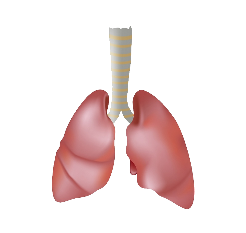 Lungs Transparent PNG Image