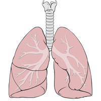Lungs PNG
