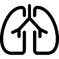 Lungs PNG