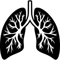 Lungs PNG