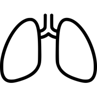 Lungs PNG