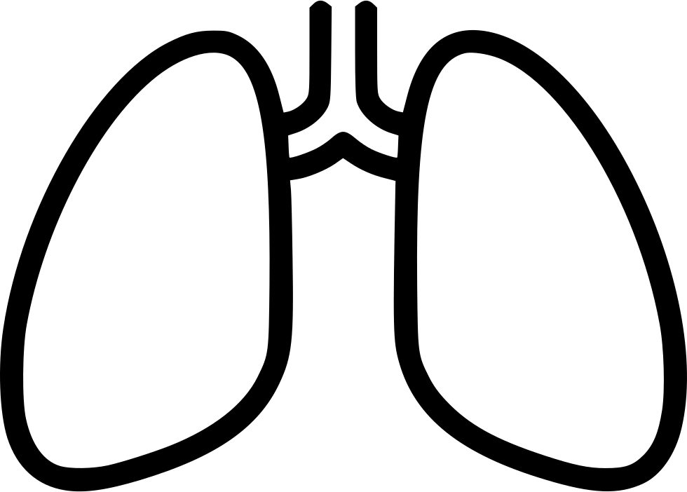 Lungs Transparent PNG Image
