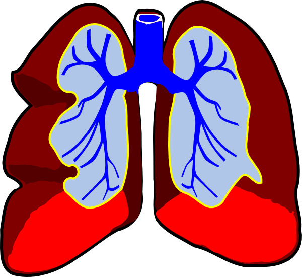 Lungs Transparent PNG Image