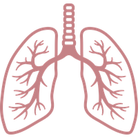 Lungs PNG