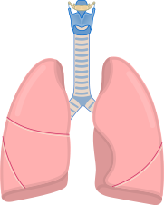 Lungs Transparent PNG Image