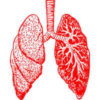 Lungs PNG