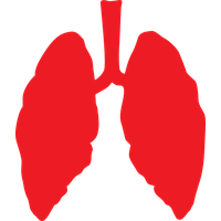 Lungs PNG
