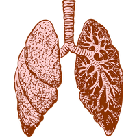 Lungs PNG