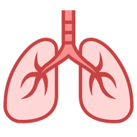 Lungs PNG