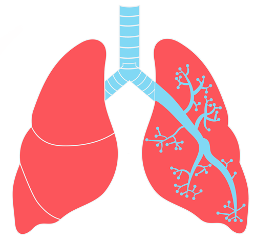 Lungs Transparent PNG Image