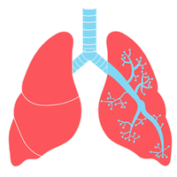Lungs Transparent PNG Image