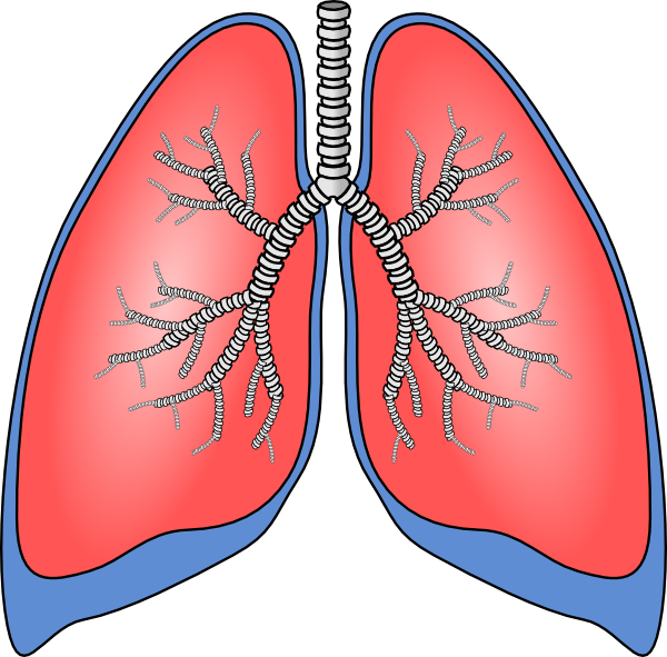 Lungs Transparent PNG Image