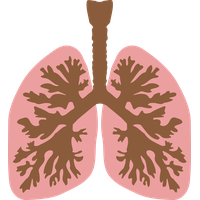 Lungs Transparent PNG Image