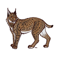 Lynx Free Download Png Transparent HQ PNG Download | FreePNGImg