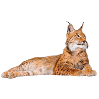 Lynx Png Picture Transparent HQ PNG Download | FreePNGImg