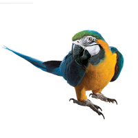 Macaw Picture PNG Image