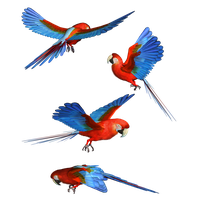 Macaw Png Hd PNG Image