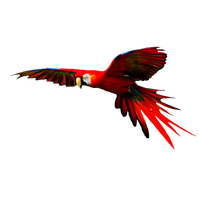 Macaw High-Quality Png PNG Image