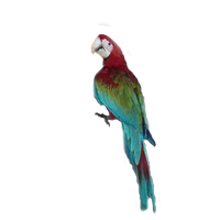 Macaw Transparent PNG Image