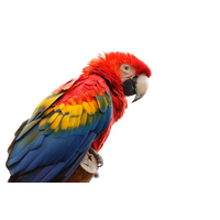 Macaw Png Picture PNG Image