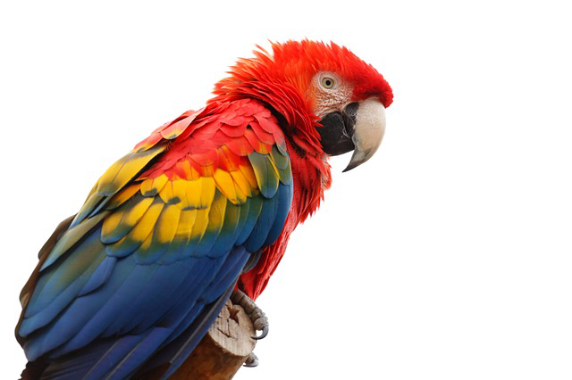 Macaw Png Picture Transparent PNG Image