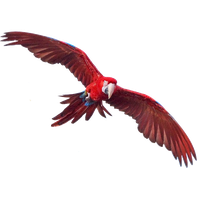 Macaw Free Png Image PNG Image