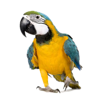 Macaw Png PNG Image