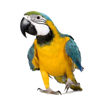 Macaw Png Transparent PNG Image