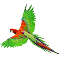 Macaw Png File PNG Image