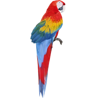 Macaw Free Download Png PNG Image