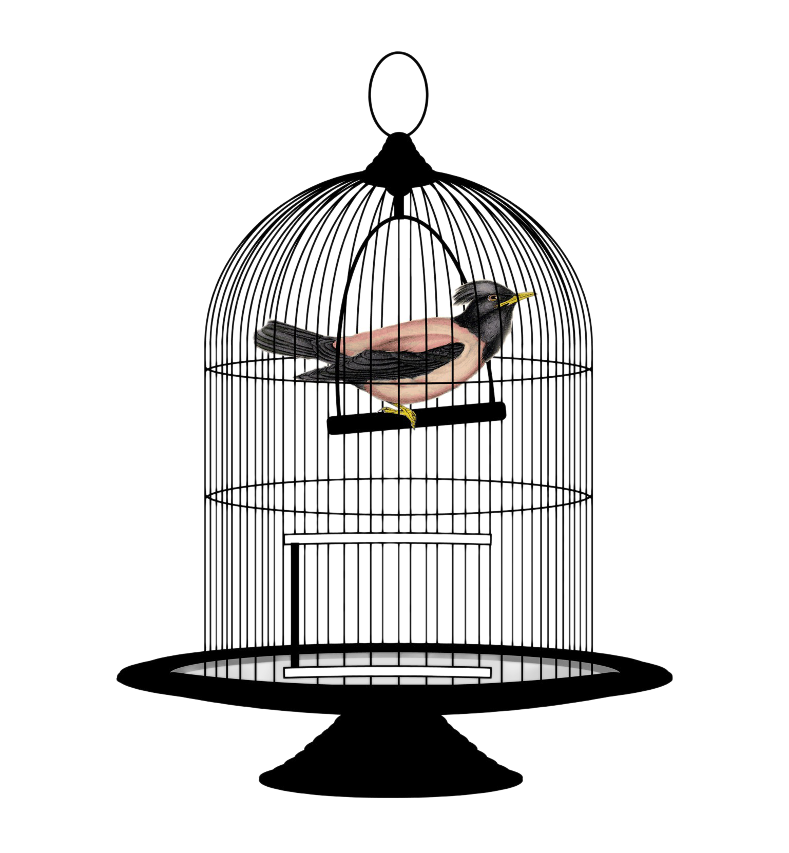 Caged Bird Download Free Download PNG HD PNG Image