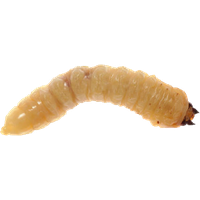 Maggot PNG