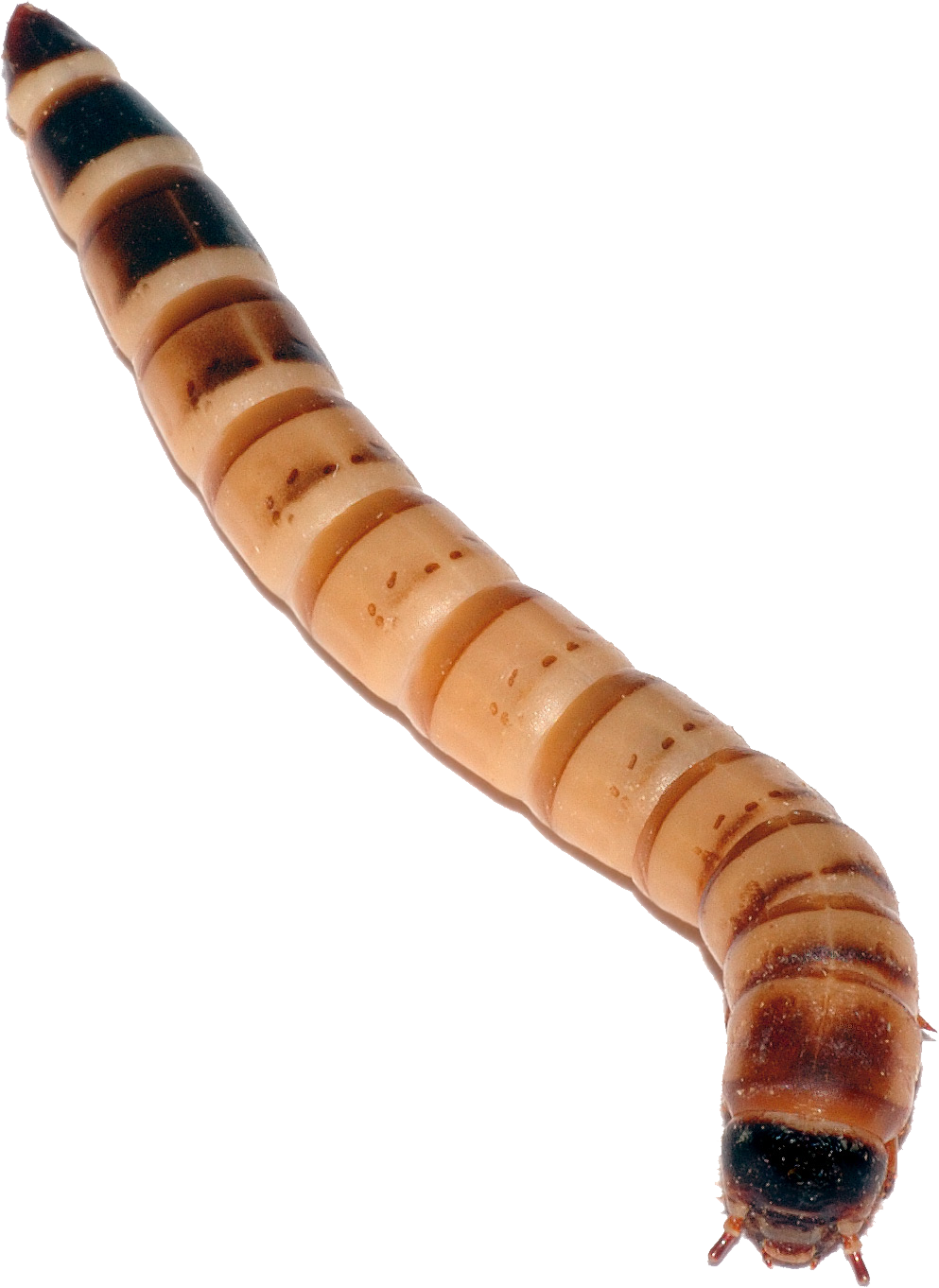 Maggot Transparent PNG Image