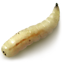 Maggot Transparent PNG Image