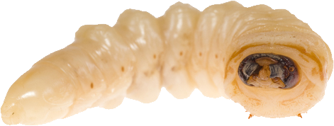 Maggot Transparent PNG Image