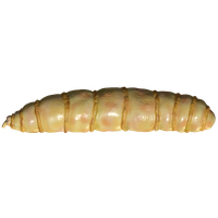 Maggot PNG