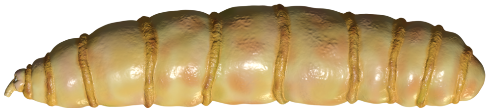 Maggot Transparent PNG Image