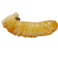 Maggot PNG