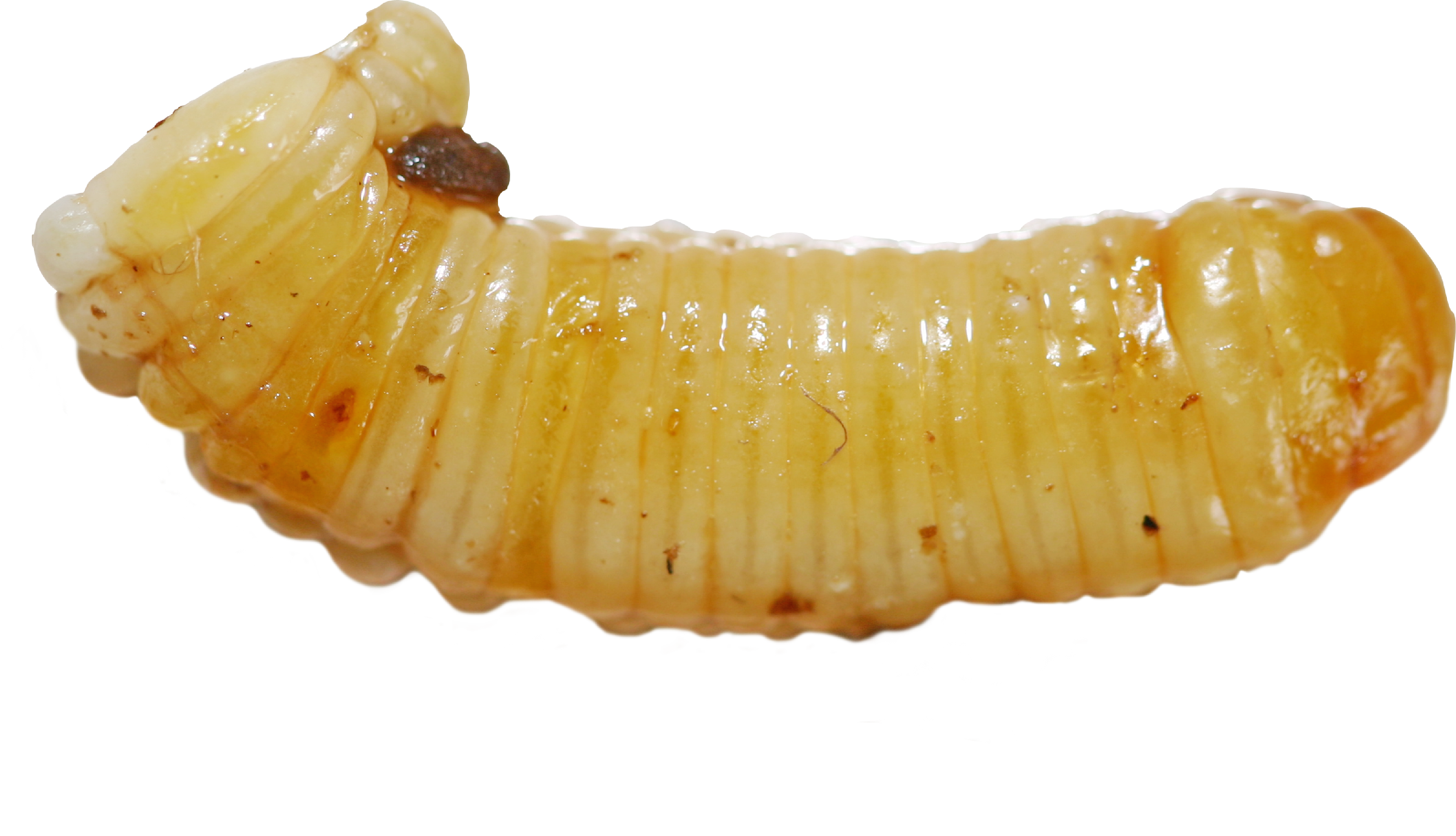 Maggot Transparent PNG Image