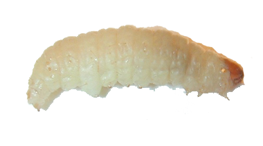 Maggot Transparent PNG Image