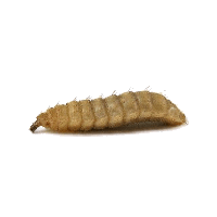 Maggot PNG