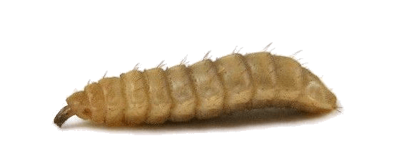 Maggot Transparent PNG Image