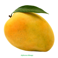Download Mango Free Png Photo Images And Clipart Freepngimg